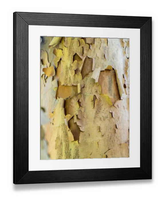 Framed Print : USA, Pennsylvania. Colorful bark on a tree in a garden Framed Print : USA, Pennsylvania. Colorful bark on a tree in a garden
