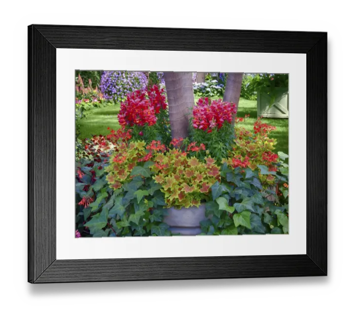 Framed Print : USA, Pennsylvania. Indoor garden with a variety of spring blooming flowers