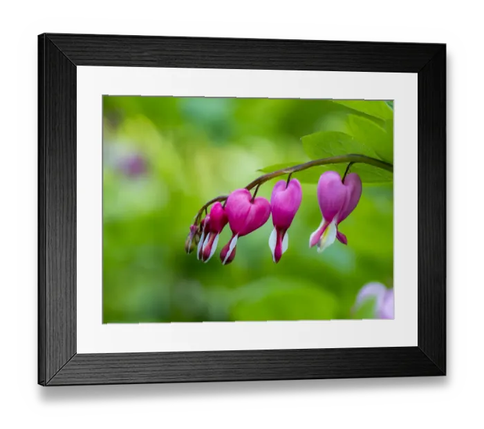 Framed Print : USA, Pennsylvania. Close-up of a bleeding heart flower Framed Print : USA, Pennsylvania. Close-up of a bleeding heart flower