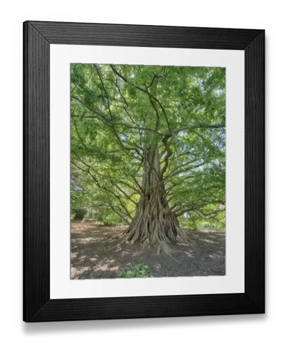 Framed Print : USA, Pennsylvania. Looking up at a very tall and old tree from below Framed Print : USA, Pennsylvania. Looking up at a very tall and old tree from below