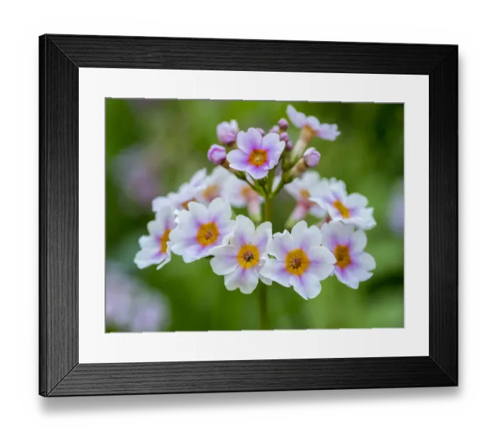 Framed Print : USA, Pennsylvania. Close-up of a Candelabra Primrose