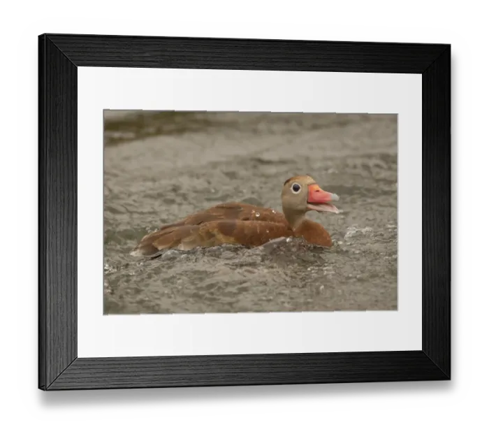 Framed Print : Houston, Texas, USA. Black-bellied whistling duck (Dendrocygna autumnalis) swimming