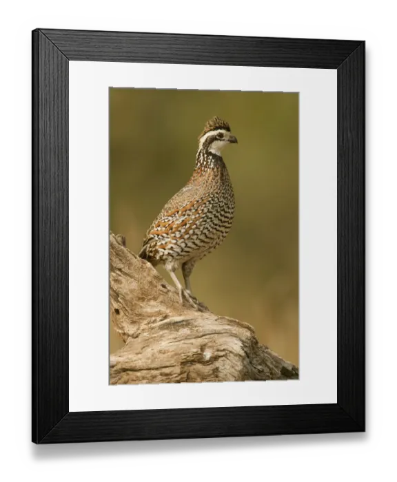 Framed Print : Linn, Texas, USA. Male northern bobwhite (Colinus virginianus) on a log