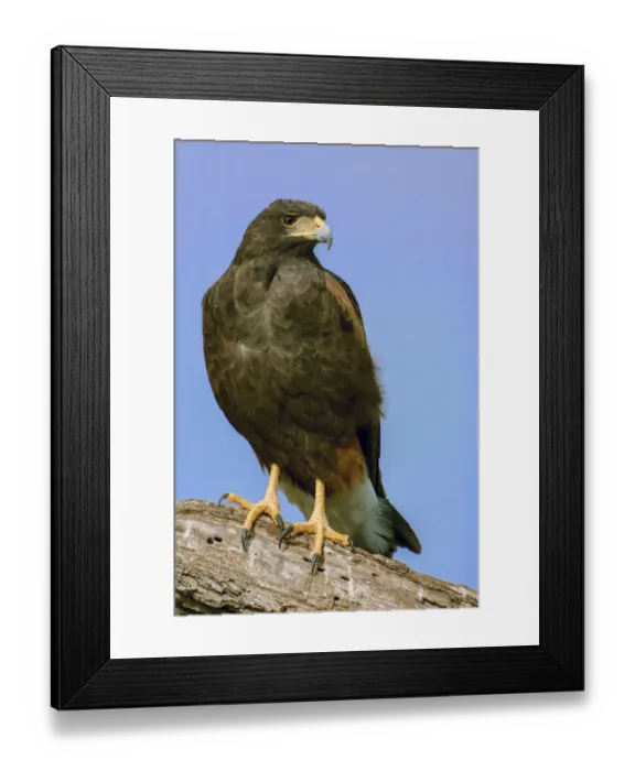Framed Print : Linn, Texas, USA. Harris hawk perched on a dead, fallen tree