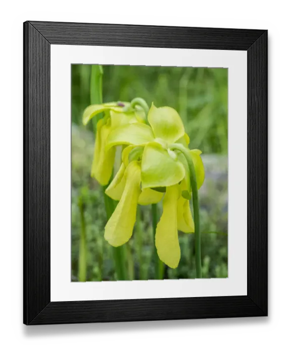 Framed Print : USA, Pennsylvania. The yellow flowers of the pitcher plant, Sarracenia, a carnivorous plant Framed Print : USA, Pennsylvania. The yellow flowers of the pitcher plant, Sarracenia, a carnivorous plant