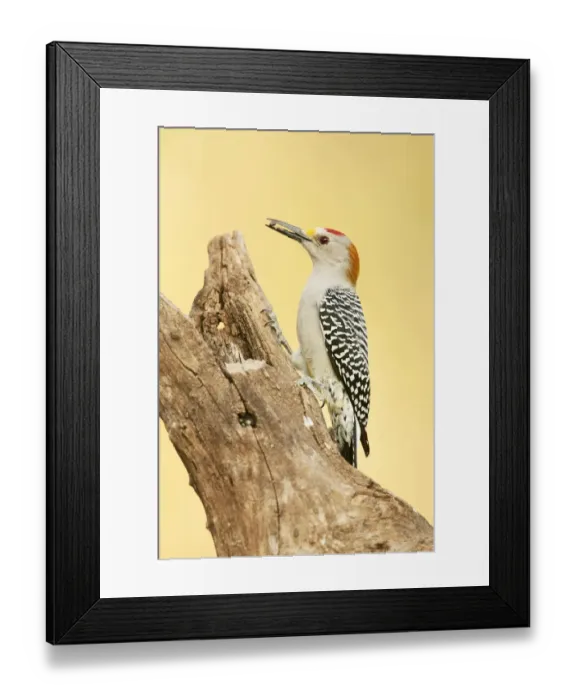 Framed Print : Linn, Texas, USA. Golden-fronted woodpecker eating a seed Framed Print : Linn, Texas, USA. Golden-fronted woodpecker eating a seed