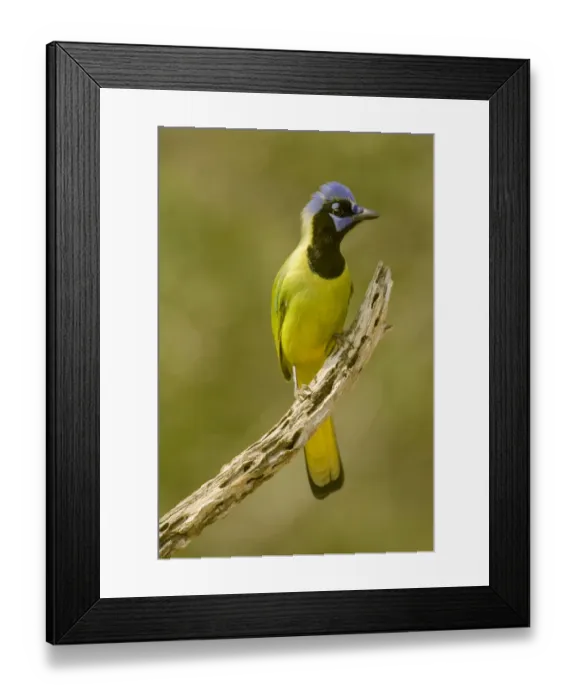 Framed Print : Linn, Texas, USA. Green jay (Cyanocorax yncas) perched on a dead branch Framed Print : Linn, Texas, USA. Green jay (Cyanocorax yncas) perched on a dead branch