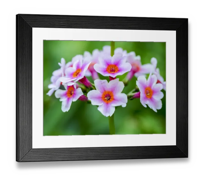 Framed Print : Close-up of a Candelabra Primrose Framed Print : Close-up of a Candelabra Primrose