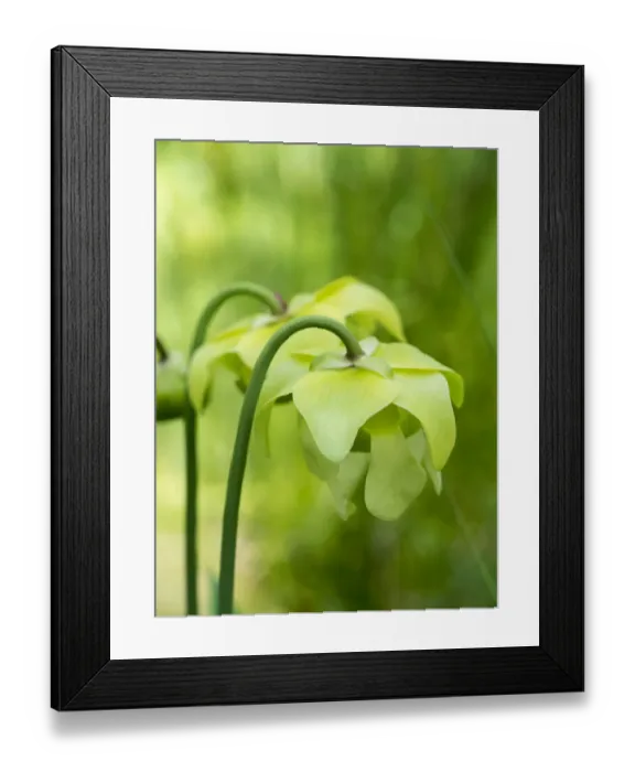 Framed Print : The green flowers of the Pitcher plant, Sarracenia, a carnivorous plant Framed Print : The green flowers of the Pitcher plant, Sarracenia, a carnivorous plant