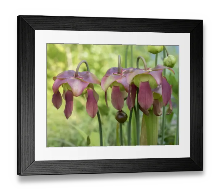 Framed Print : The purple flowers of the Pitcher plant, Sarracenia, a carnivorous plant Framed Print : The purple flowers of the Pitcher plant, Sarracenia, a carnivorous plant