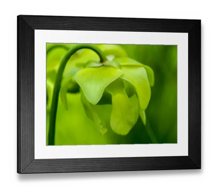 Framed Print : The green flowers of the Pitcher plant, Sarracenia, a carnivorous plant