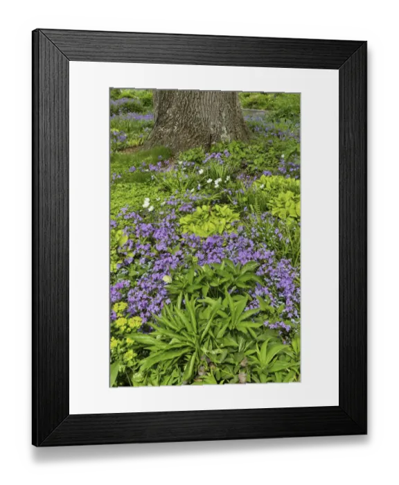 Framed Print : Spring colors, Chanticleer Garden, Wayne, Pennsylvania Framed Print : Spring colors, Chanticleer Garden, Wayne, Pennsylvania