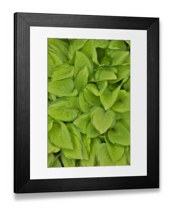 Framed Print : Lime green hosta, Chanticleer Garden, Wayne, Pennsylvania Framed Print : Lime green hosta, Chanticleer Garden, Wayne, Pennsylvania