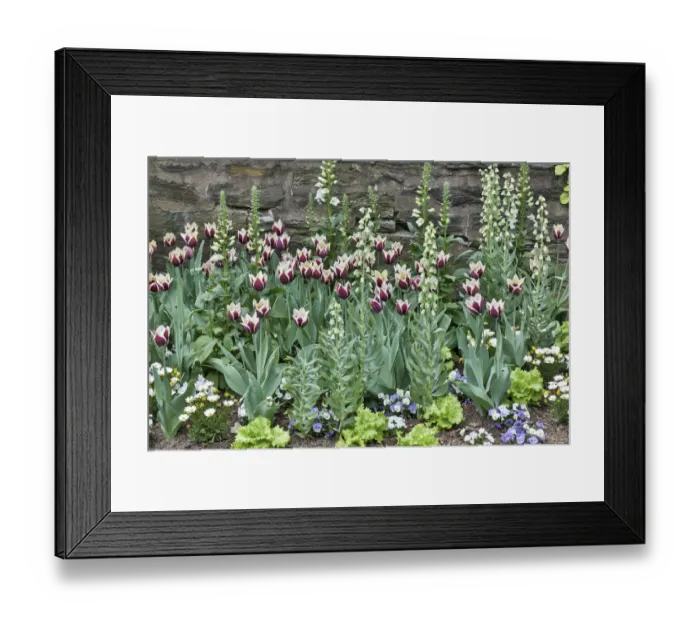 Framed Print : Tulips and foxglove along stone wall, Chanticleer Garden, Wayne, Pennsylvania