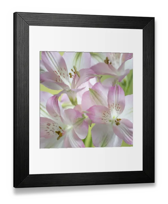 Framed Print : USA, Washington State, Seabeck. Alstroemeria blossoms close-up Framed Print : USA, Washington State, Seabeck. Alstroemeria blossoms close-up