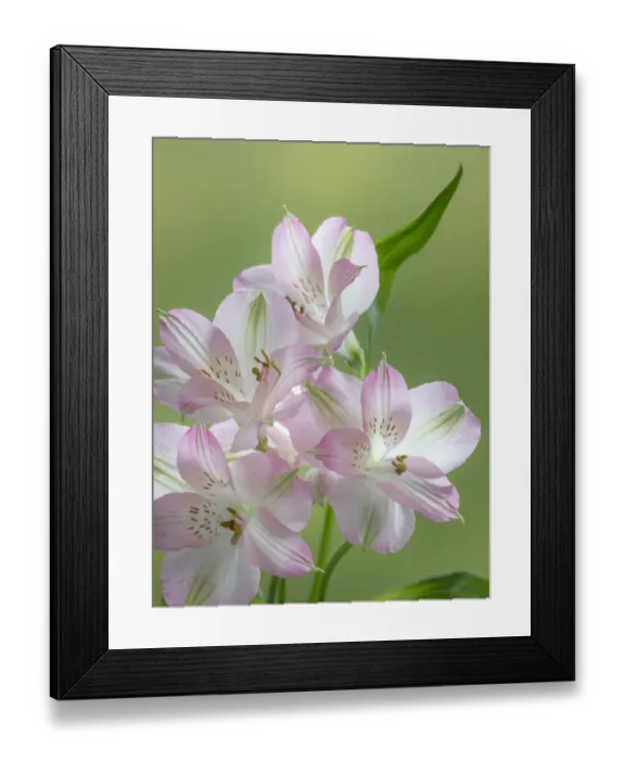 Framed Print : USA, Washington State, Seabeck. Alstroemeria blossoms close-up Framed Print : USA, Washington State, Seabeck. Alstroemeria blossoms close-up
