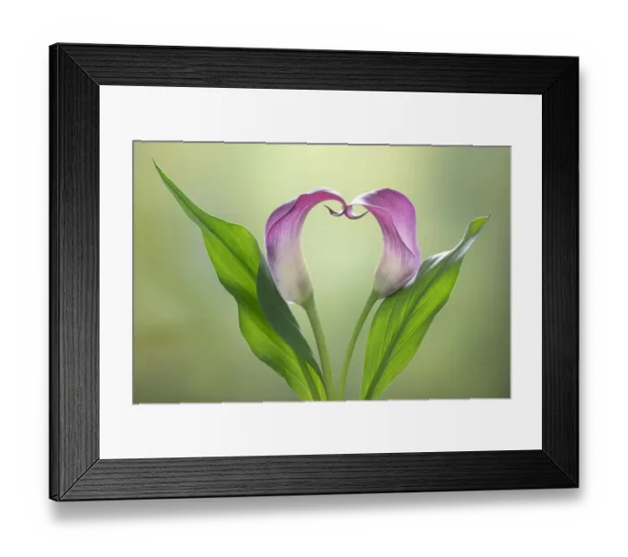 Framed Print : USA, Washington State, Seabeck. Calla lily valentine shape Framed Print : USA, Washington State, Seabeck. Calla lily valentine shape