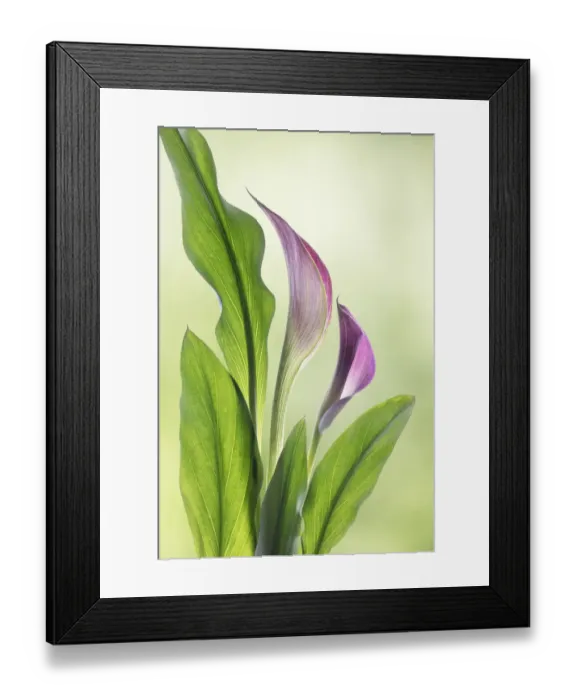 Framed Print : USA, Washington State, Seabeck. Calla lily close-up