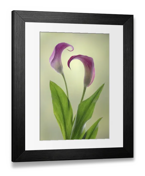 Framed Print : USA, Washington State, Seabeck. Calla lily close-up Framed Print : USA, Washington State, Seabeck. Calla lily close-up
