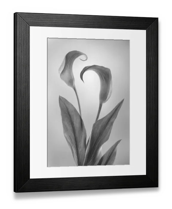 Framed Print : USA, Washington State, Seabeck. Black and white of calla lily Framed Print : USA, Washington State, Seabeck. Black and white of calla lily