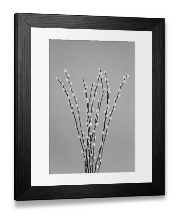 Framed Print : USA, Washington State, Seabeck. Black and white of pussy willows Framed Print : USA, Washington State, Seabeck. Black and white of pussy willows