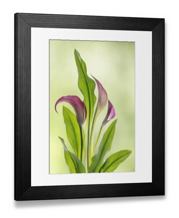 Framed Print : USA, Washington State, Seabeck. Calla lily close-up Framed Print : USA, Washington State, Seabeck. Calla lily close-up
