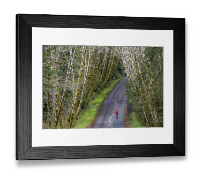 Framed Print : Road bicycling on the Hoh Road in Olympic National Forest, Washington State, USA (MR)