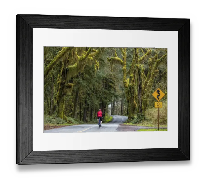 Framed Print : Road bicycling on the Hoh Road in Olympic National Forest, Washington State, USA (MR)