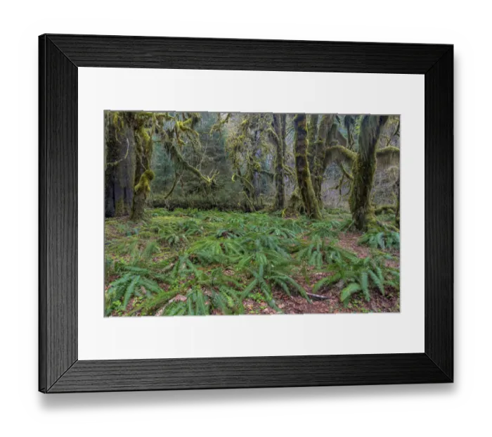 Framed Print : Hall of Mosses in the Hoh Rainforest of Olympic National Park, Washington State, USA
