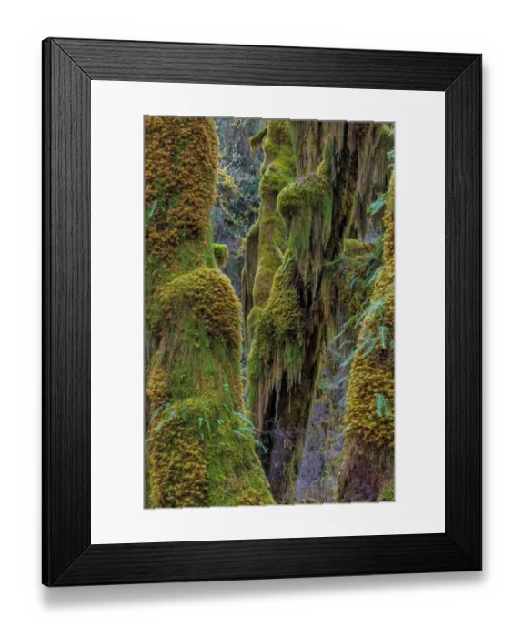 Framed Print : Hall of Mosses in the Hoh Rainforest of Olympic National Park, Washington State, USA Framed Print : Hall of Mosses in the Hoh Rainforest of Olympic National Park, Washington State, USA