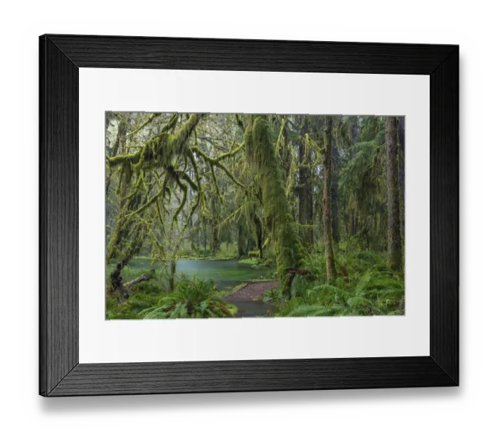 Framed Print : Mossy lush forest along the Maple Glade Trail in the Quinault Rainforest in Olympic National Park Framed Print : Mossy lush forest along the Maple Glade Trail in the Quinault Rainforest in Olympic National Park