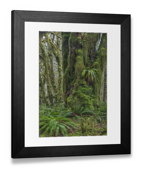 Framed Print : Mossy lush forest along the Maple Glade Trail in the Quinault Rainforest in Olympic National Park Framed Print : Mossy lush forest along the Maple Glade Trail in the Quinault Rainforest in Olympic National Park