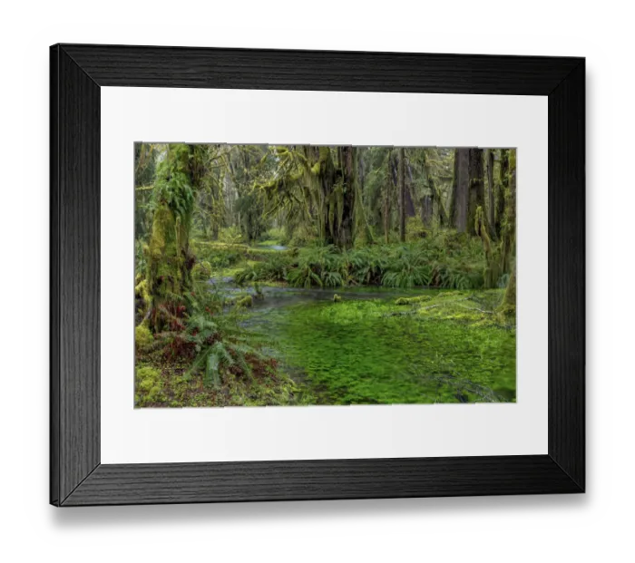 Framed Print : Mossy lush forest along the Maple Glade Trail in the Quinault Rainforest in Olympic National Park Framed Print : Mossy lush forest along the Maple Glade Trail in the Quinault Rainforest in Olympic National Park