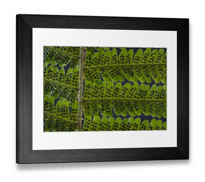 Framed Print : USA, Washington State, Seabeck. Detail of spores on underside of fern leaf. Credit as Framed Print : USA, Washington State, Seabeck. Detail of spores on underside of fern leaf. Credit as