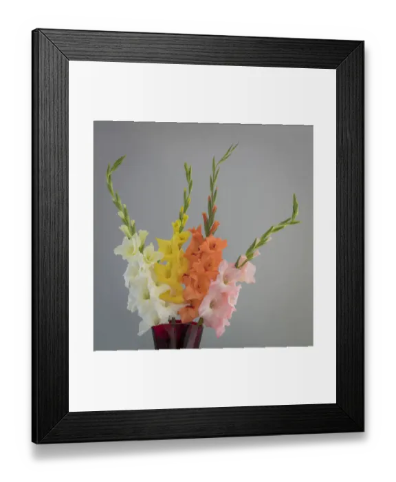 Framed Print : USA, Washington State, Seabeck. Gladiola flowers and stems in vase