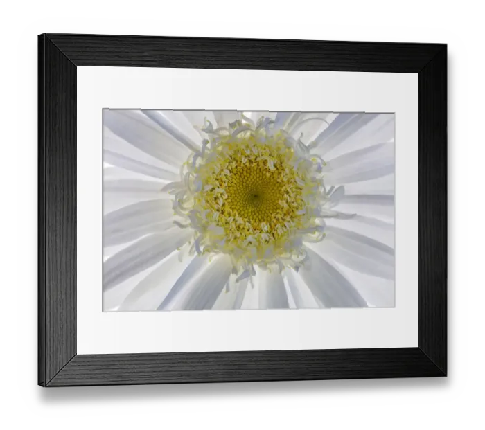 Framed Print : USA, Washington State, Seabeck. Backlit close-up of shasta daisy Framed Print : USA, Washington State, Seabeck. Backlit close-up of shasta daisy