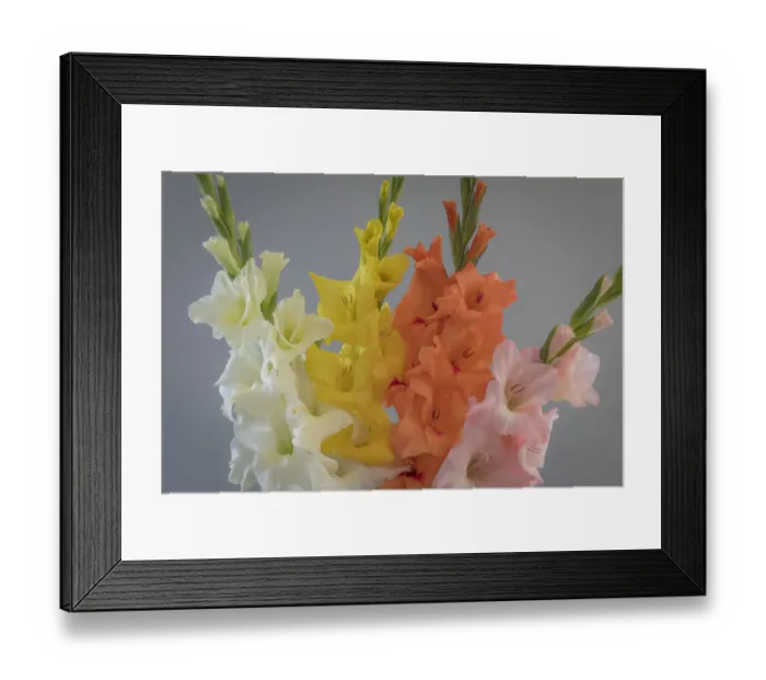 Framed Print : USA, Washington State, Seabeck. Gladiola flowers and stems Framed Print : USA, Washington State, Seabeck. Gladiola flowers and stems