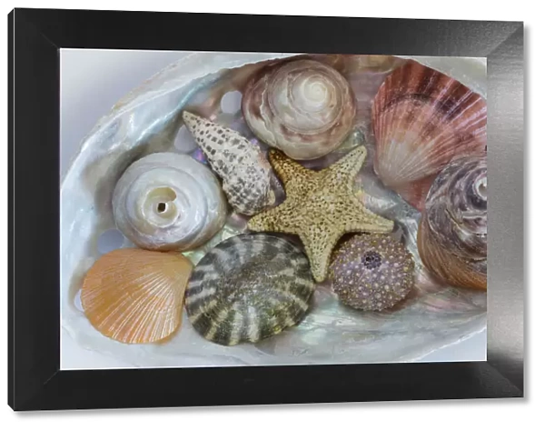 USA, Washington State, Seabeck. Collection of Pacific Northwest seashell s. Credit as