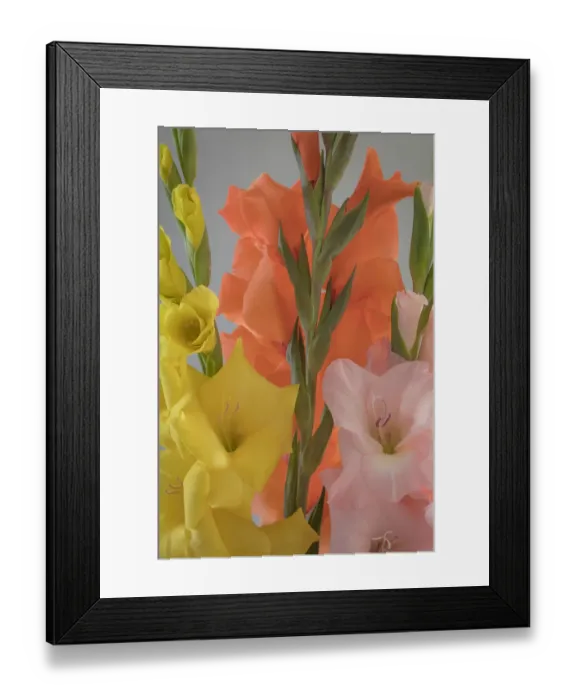 Framed Print : USA, Washington State, Seabeck. Gladiola flowers and stems Framed Print : USA, Washington State, Seabeck. Gladiola flowers and stems