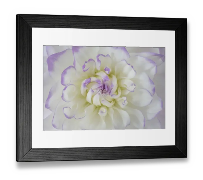 Framed Print : USA, Washington State, Seabeck. Dahlia blossom close-up
