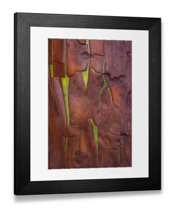 Framed Print : USA, Washington State, Seabeck. Madrone tree bark close-up Framed Print : USA, Washington State, Seabeck. Madrone tree bark close-up