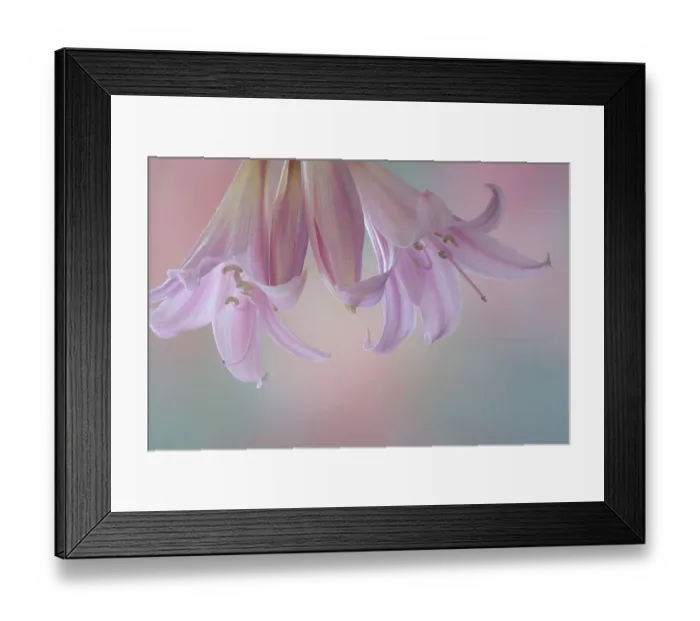 Framed Print : USA, Washington State, Seabeck. Lily blossoms close-up