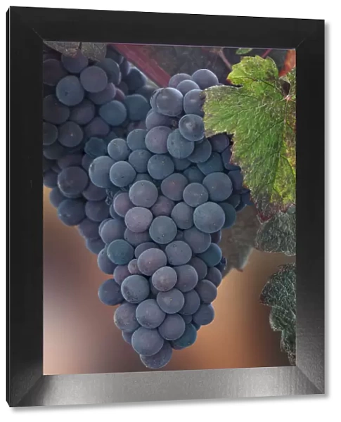 USA, Washington State, Seabeck. Close-up of grapes on vine