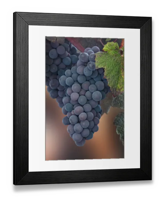 Framed Print : USA, Washington State, Seabeck. Close-up of grapes on vine Framed Print : USA, Washington State, Seabeck. Close-up of grapes on vine