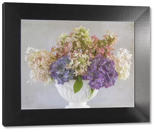 USA, Washington State, Seabeck. Hydrangea flower arrangement in vase