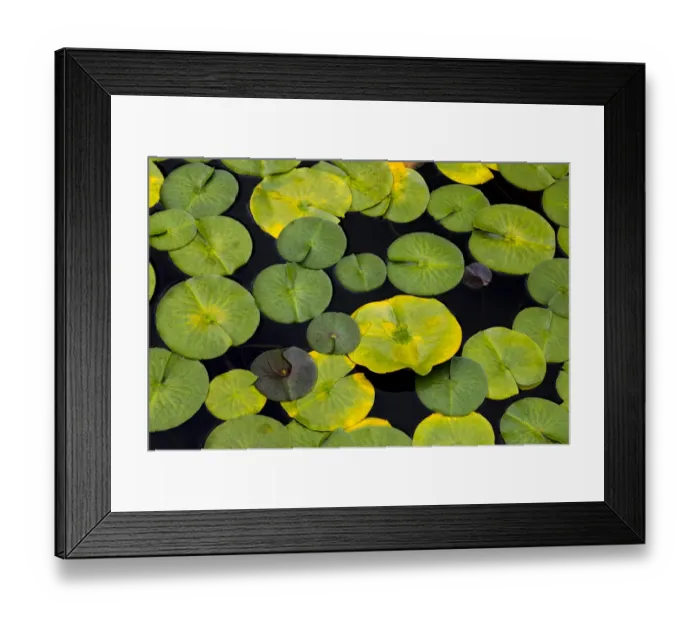 Framed Print : USA, Washington State, Bellingham. Lily pads on Lake Louise Framed Print : USA, Washington State, Bellingham. Lily pads on Lake Louise