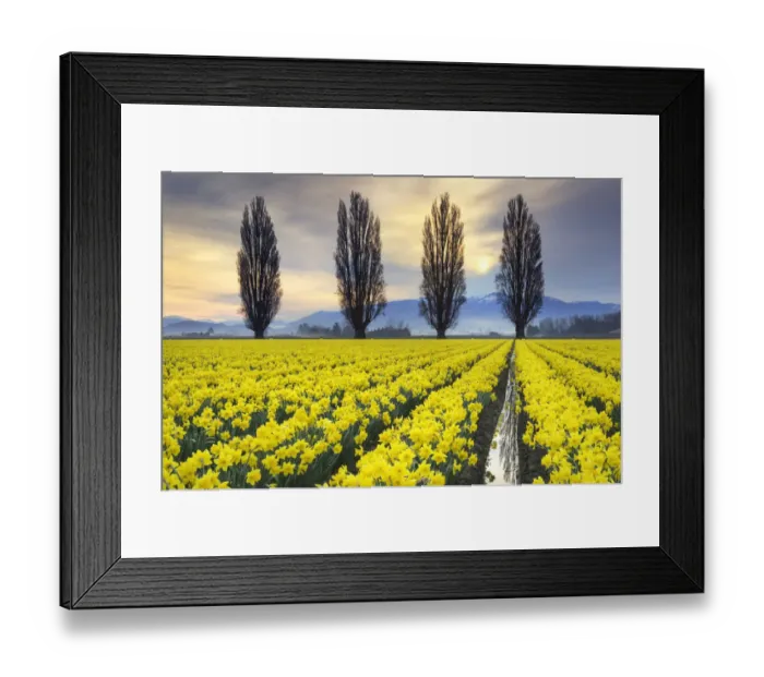 Framed Print : Fields of yellow daffodils in late March, Skagit Valley, Washington State Framed Print : Fields of yellow daffodils in late March, Skagit Valley, Washington State