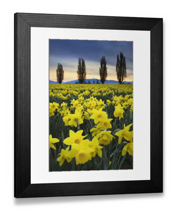 Framed Print : Fields of yellow daffodils in late March, Skagit Valley, Washington State Framed Print : Fields of yellow daffodils in late March, Skagit Valley, Washington State