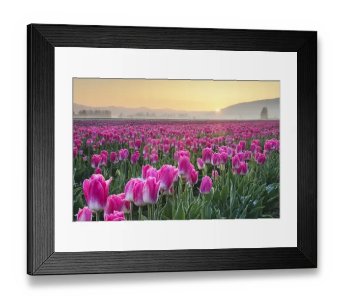 Framed Print : Sunrise over the Skagit Valley Tulip Fields, Washington State Framed Print : Sunrise over the Skagit Valley Tulip Fields, Washington State