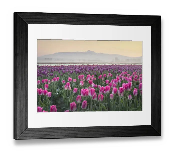 Framed Print : Sunrise over the Skagit Valley Tulip Fields, Washington State Framed Print : Sunrise over the Skagit Valley Tulip Fields, Washington State